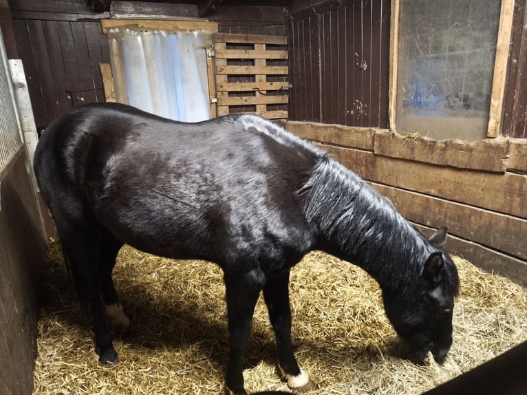 Cavallo da sella tedesco Castrone 7 Anni 152 cm Morello in Limbach oberfrohna