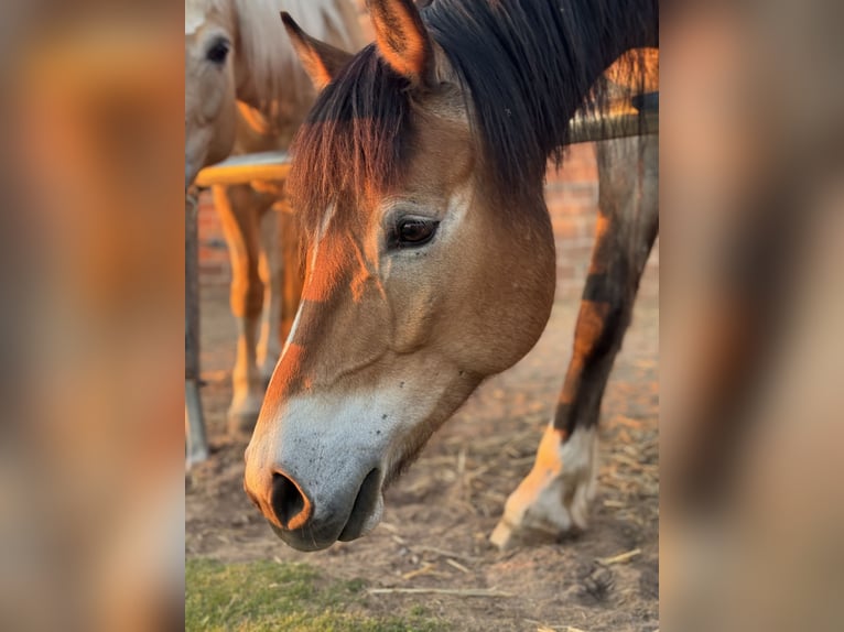 Cavallo da sella tedesco Mix Castrone 7 Anni 155 cm  in Amorbach