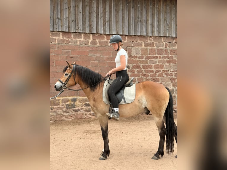 Cavallo da sella tedesco Mix Castrone 7 Anni 155 cm  in Amorbach