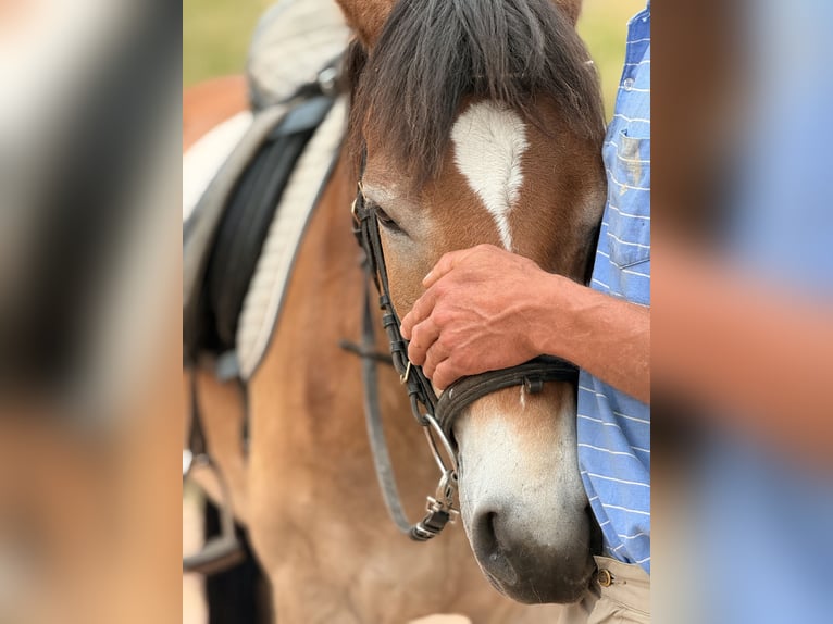 Cavallo da sella tedesco Mix Castrone 7 Anni 155 cm  in Amorbach
