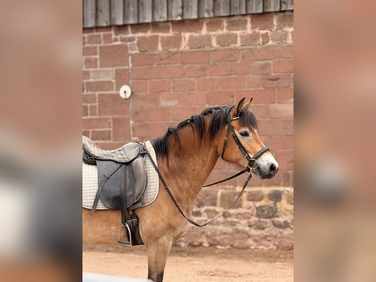 Cavallo da sella tedesco Mix Castrone 7 Anni 155 cm  in Amorbach