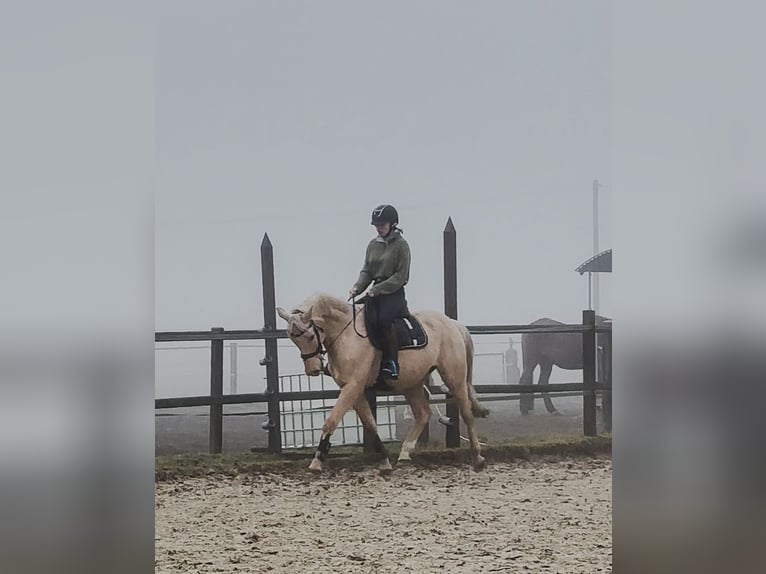 Cavallo da sella tedesco Castrone 7 Anni 157 cm Palomino in Hannover