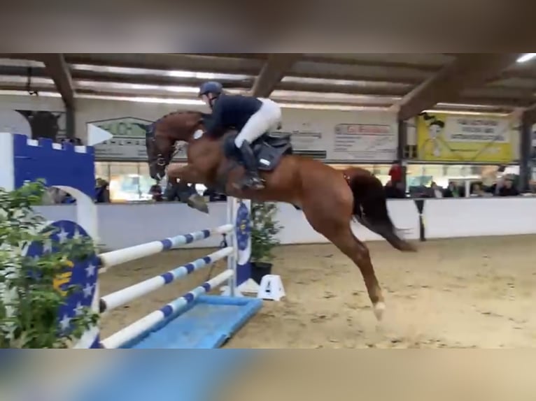 Cavallo da sella tedesco Castrone 7 Anni 164 cm Sauro scuro in Heek