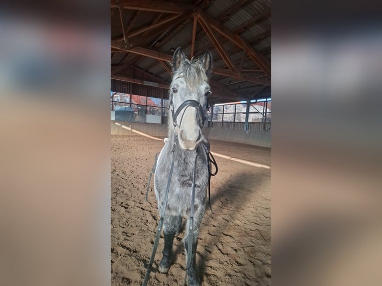 Cavallo da sella tedesco Mix Castrone 7 Anni 165 cm Grigio pezzato in Glaubitz
