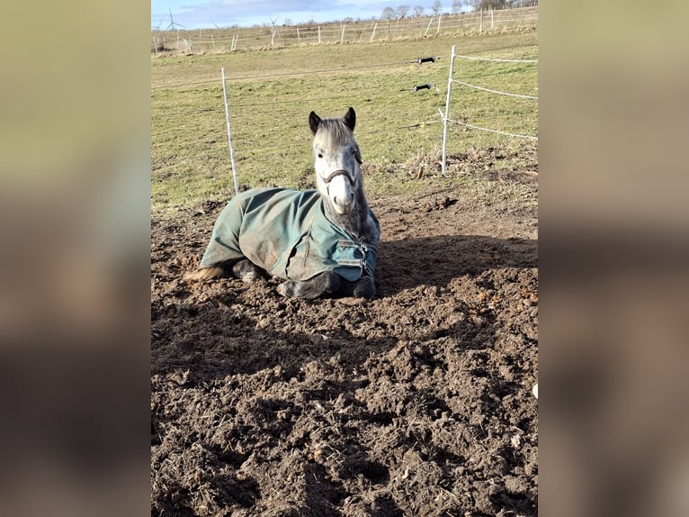 Cavallo da sella tedesco Mix Castrone 7 Anni 165 cm Grigio pezzato in Glaubitz