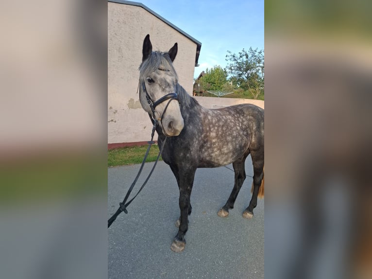 Cavallo da sella tedesco Mix Castrone 7 Anni 165 cm Grigio pezzato in Glaubitz