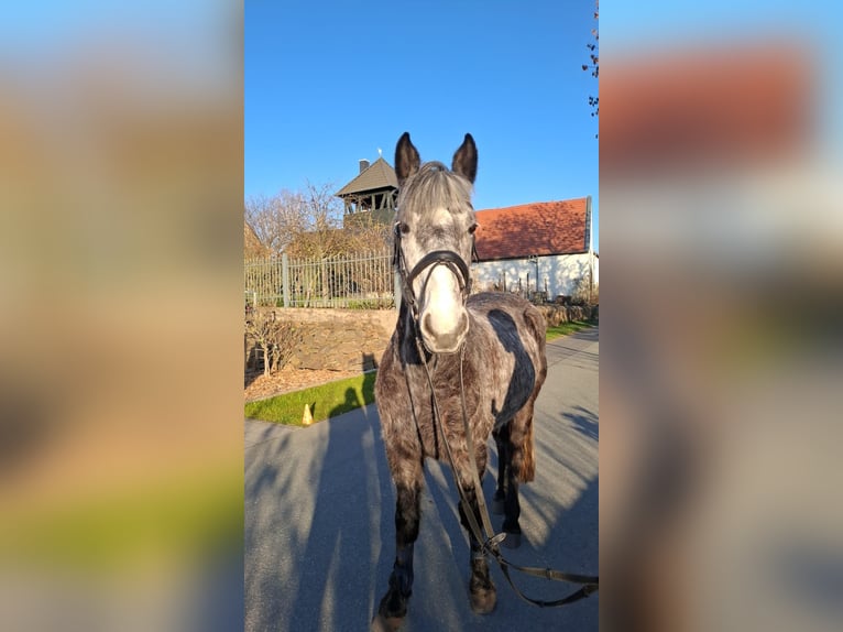 Cavallo da sella tedesco Mix Castrone 7 Anni 165 cm Grigio pezzato in Glaubitz