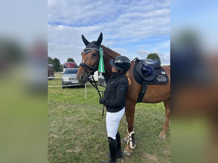Cavallo da sella tedesco Castrone 7 Anni 165 cm Sauro in Immenhausen