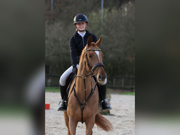 Cavallo da sella tedesco Castrone 7 Anni 165 cm Sauro in Wierden