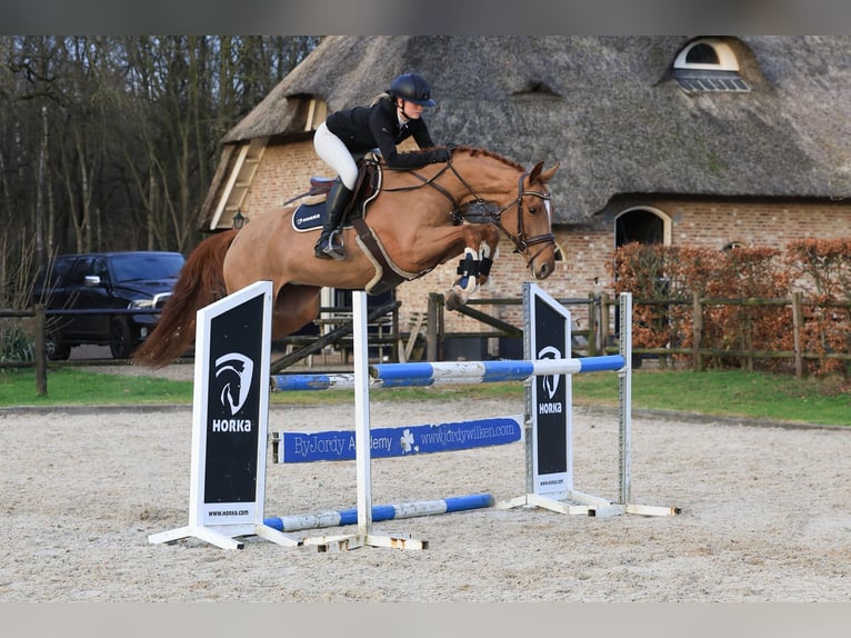 Cavallo da sella tedesco Castrone 7 Anni 165 cm Sauro in Wierden