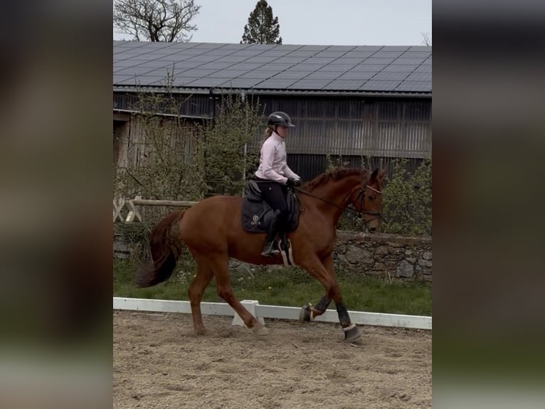Cavallo da sella tedesco Castrone 7 Anni 168 cm Sauro in Bad Salzuflen