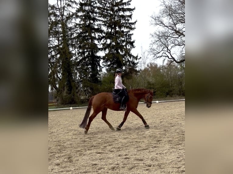 Cavallo da sella tedesco Castrone 7 Anni 168 cm Sauro in Bad Salzuflen