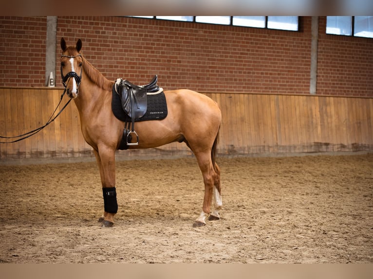 Cavallo da sella tedesco Castrone 7 Anni 168 cm Sauro scuro in Eggermühlen