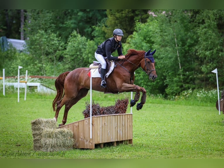 Cavallo da sella tedesco Castrone 7 Anni 170 cm Sauro scuro in Turku