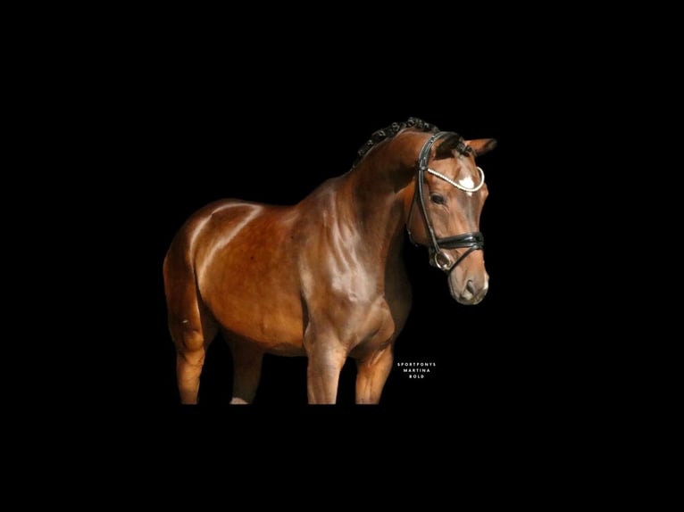 Cavallo da sella tedesco Castrone 7 Anni 171 cm Baio in Recke, bei Osnabrück
