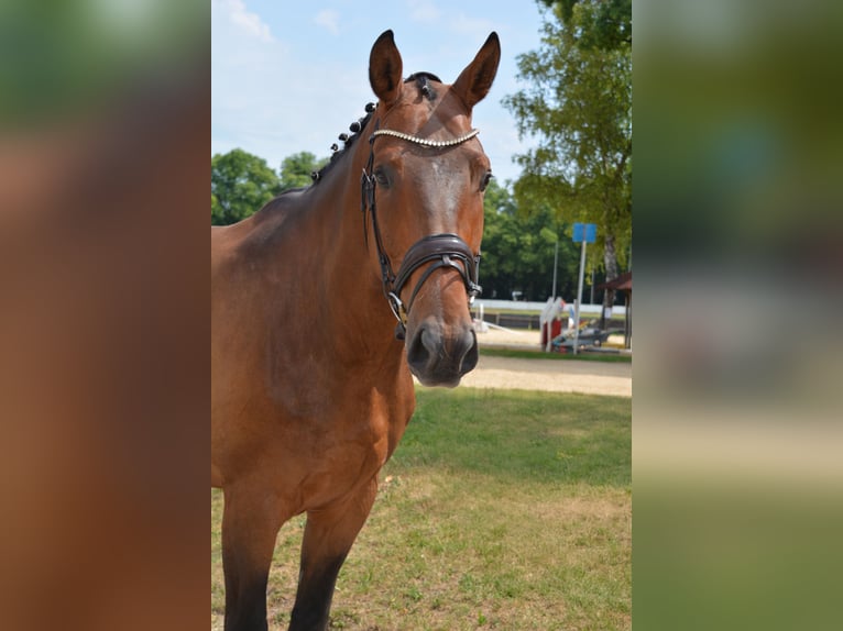 Cavallo da sella tedesco Castrone 7 Anni 172 cm Baio in M&#xFC;nchen