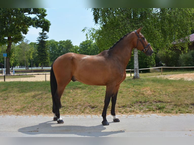 Cavallo da sella tedesco Castrone 7 Anni 172 cm Baio in M&#xFC;nchen