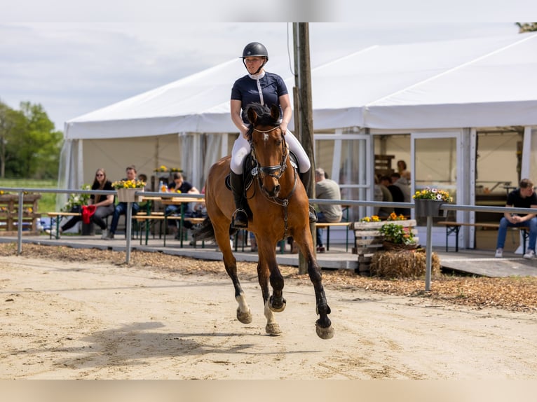 Cavallo da sella tedesco Castrone 7 Anni 175 cm Baio in Ascheberg
