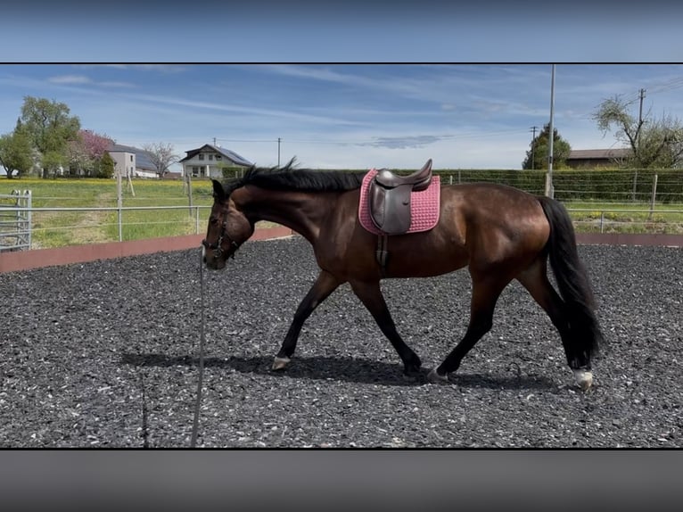Cavallo da sella tedesco Mix Castrone 7 Anni 175 cm Baio in Bad Schussenried
