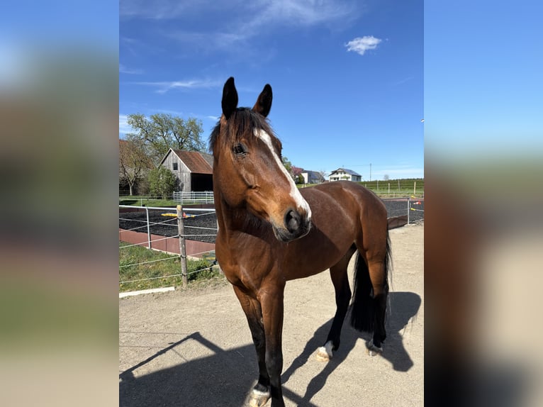 Cavallo da sella tedesco Mix Castrone 7 Anni 175 cm Baio in Bad Schussenried
