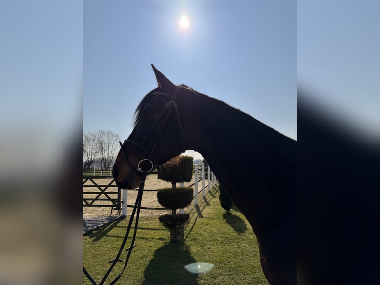 Cavallo da sella tedesco Castrone 7 Anni 180 cm Baio in Nordwalde