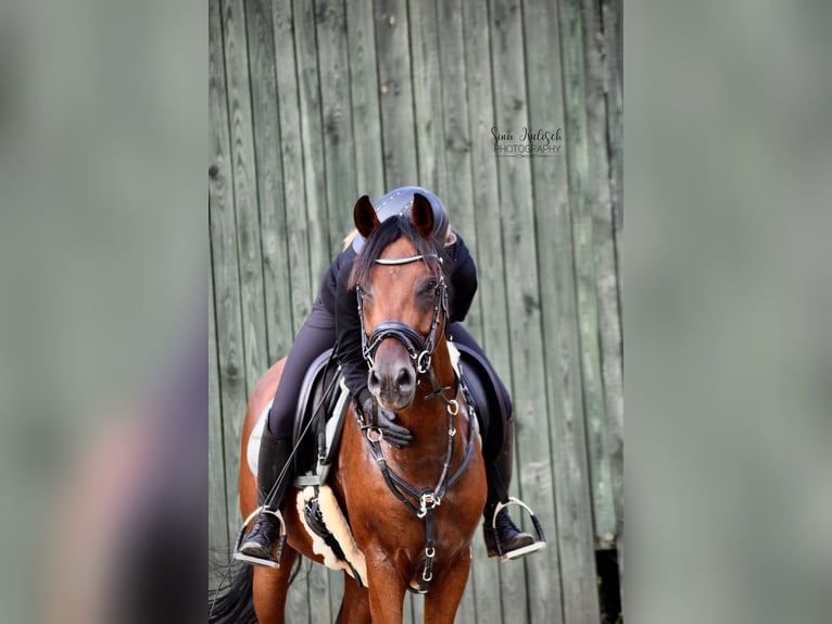 Cavallo da sella tedesco Castrone 8 Anni 146 cm Baio in Haltern am See