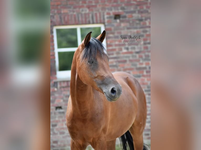 Cavallo da sella tedesco Castrone 8 Anni 146 cm Baio in Haltern am See