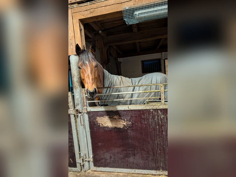 Cavallo da sella tedesco Castrone 8 Anni 155 cm Sauro in Harpstedt