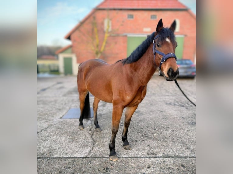 Cavallo da sella tedesco Castrone 8 Anni 155 cm Sauro in Harpstedt