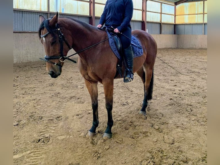 Cavallo da sella tedesco Castrone 8 Anni 155 cm Sauro in Harpstedt