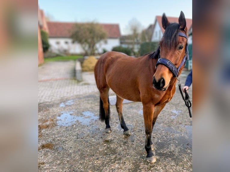 Cavallo da sella tedesco Castrone 8 Anni 155 cm Sauro in Harpstedt
