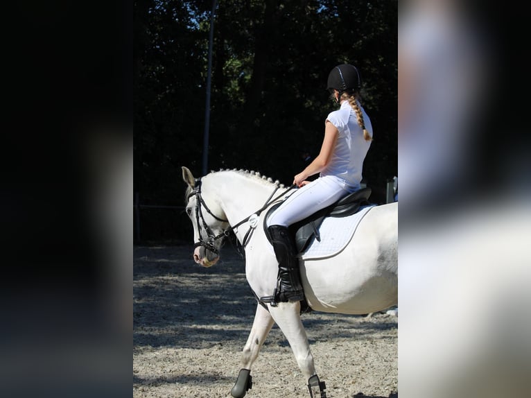 Cavallo da sella tedesco Mix Castrone 8 Anni 160 cm Grigio in D&#xF6;beln