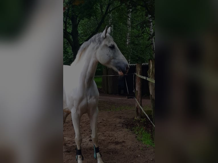 Cavallo da sella tedesco Mix Castrone 8 Anni 160 cm Grigio in D&#xF6;beln