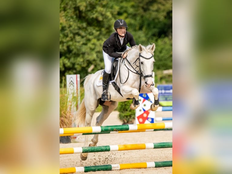Cavallo da sella tedesco Mix Castrone 8 Anni 160 cm Grigio in D&#xF6;beln