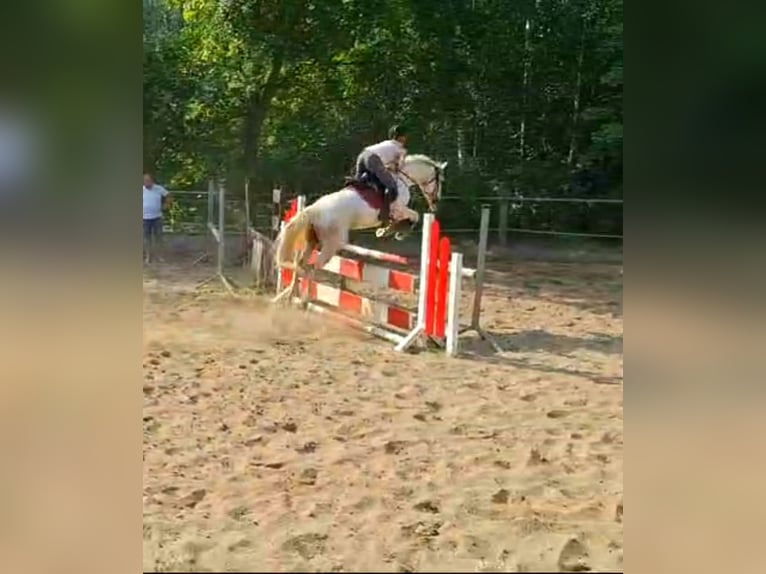 Cavallo da sella tedesco Mix Castrone 8 Anni 160 cm Grigio in D&#xF6;beln