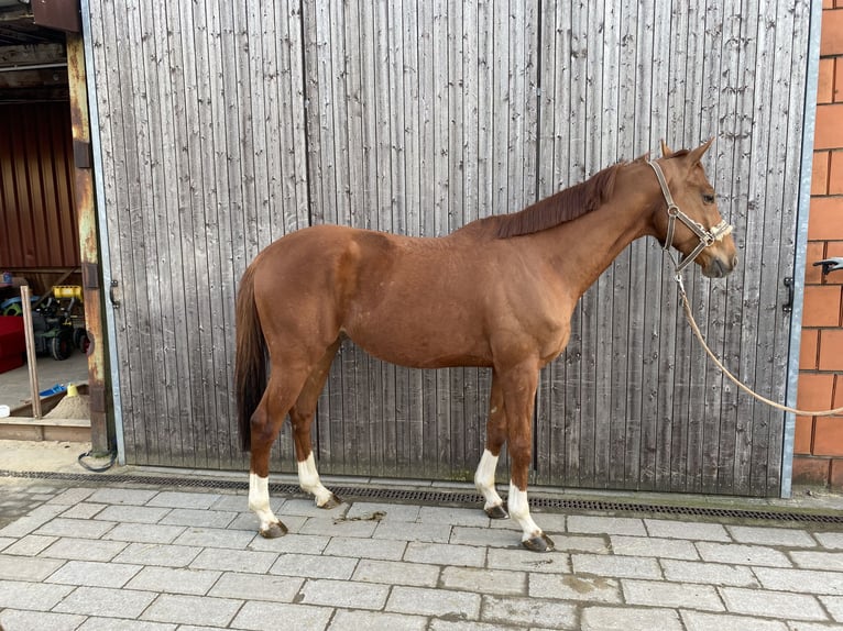 Cavallo da sella tedesco Castrone 8 Anni 163 cm Sauro in Schwerte