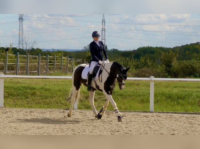 Cavallo da sella tedesco Castrone 8 Anni 164 cm Pezzato in Hofheim am Taunus