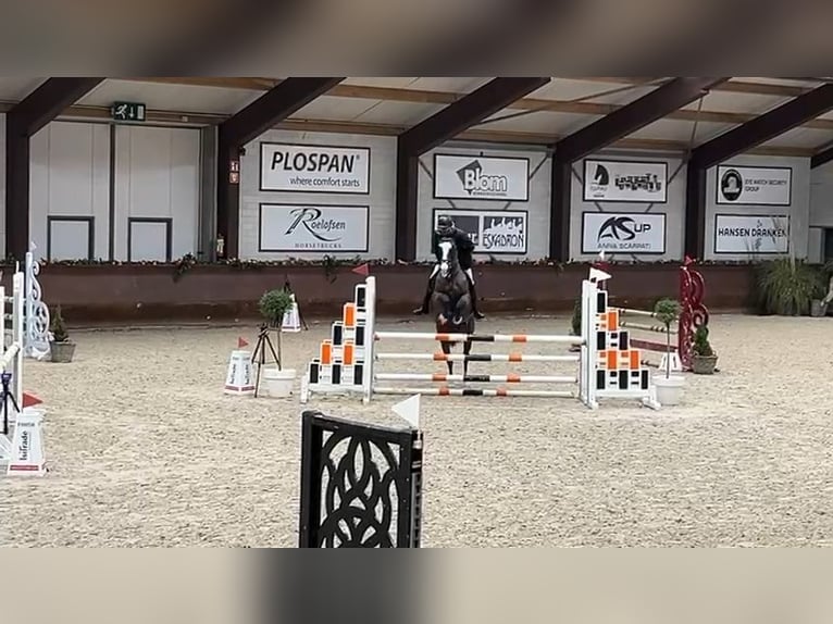 Cavallo da sella tedesco Castrone 8 Anni 165 cm Baio scuro in Korschenbroich