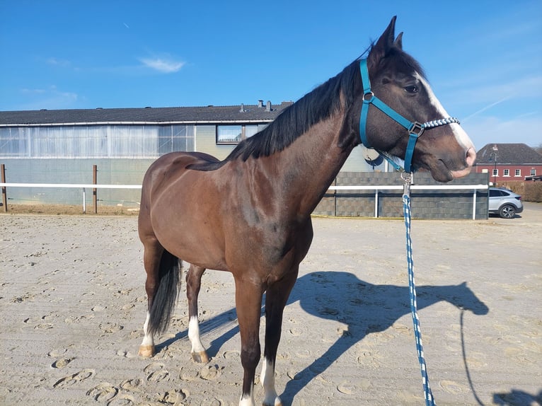 Cavallo da sella tedesco Castrone 8 Anni 165 cm Baio scuro in Korschenbroich