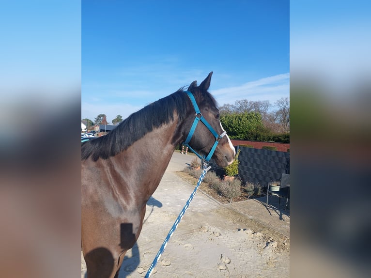 Cavallo da sella tedesco Castrone 8 Anni 165 cm Baio scuro in Korschenbroich