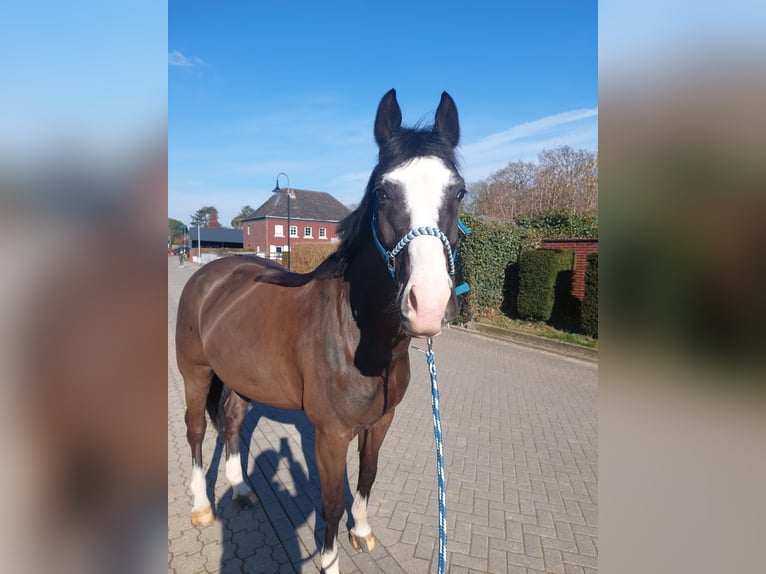 Cavallo da sella tedesco Castrone 8 Anni 165 cm Baio scuro in Korschenbroich