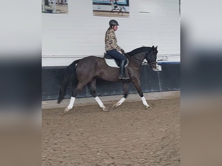 Cavallo da sella tedesco Castrone 8 Anni 165 cm Baio scuro in Korschenbroich