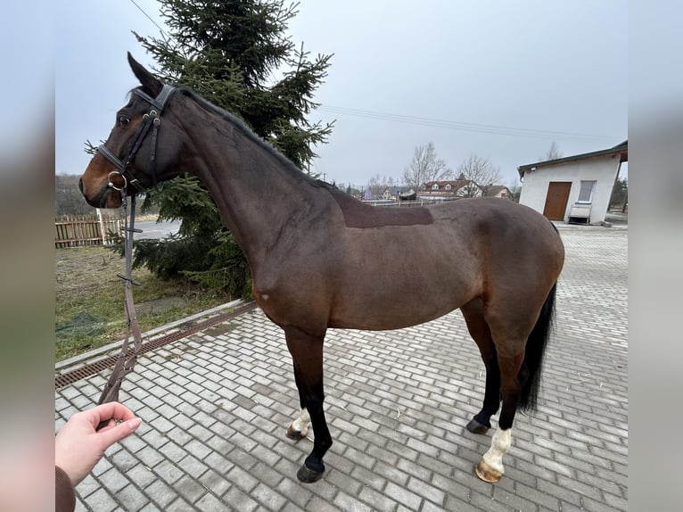 Cavallo da sella tedesco Castrone 8 Anni 165 cm Baio scuro in Waidhaus