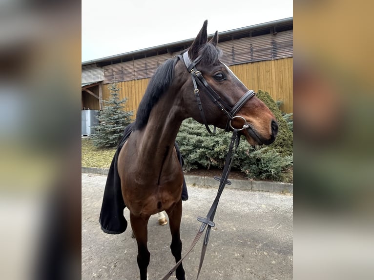 Cavallo da sella tedesco Castrone 8 Anni 165 cm Baio scuro in Waidhaus