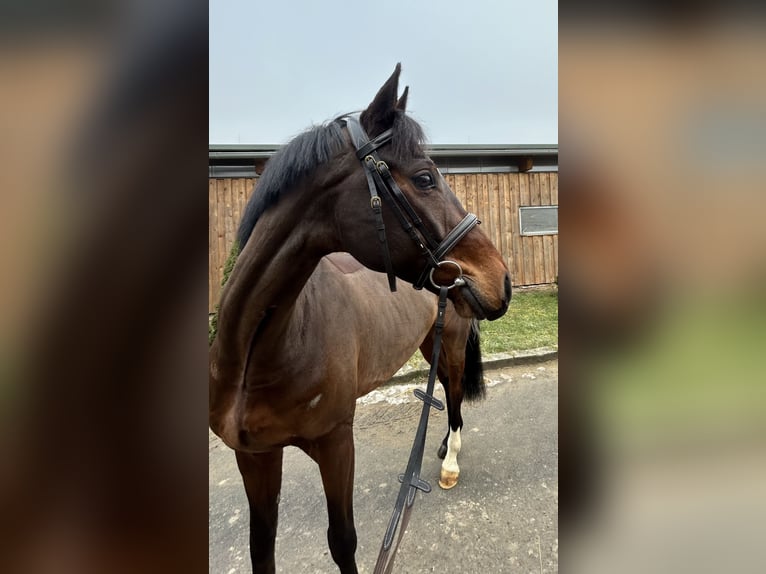 Cavallo da sella tedesco Castrone 8 Anni 165 cm Baio scuro in Waidhaus