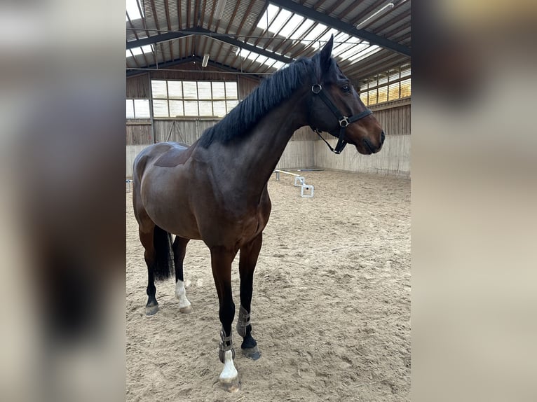 Cavallo da sella tedesco Castrone 8 Anni 165 cm Baio scuro in Waidhaus