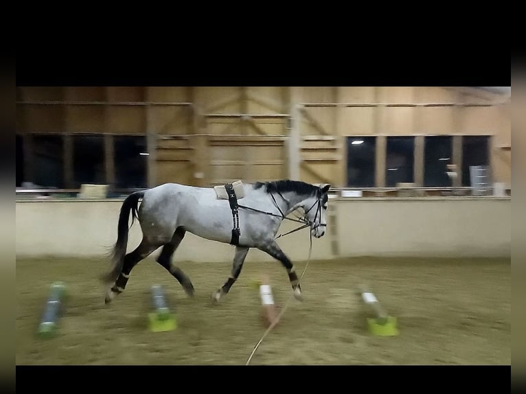 Cavallo da sella tedesco Castrone 8 Anni 170 cm Grigio in Sankt Peter am Kammersberg