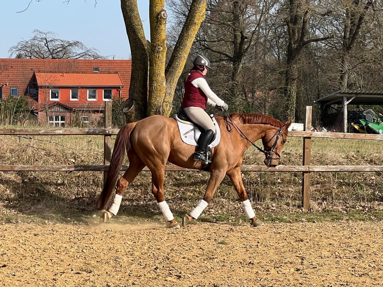 Cavallo da sella tedesco Mix Castrone 8 Anni 170 cm Sauro in Eyendorf