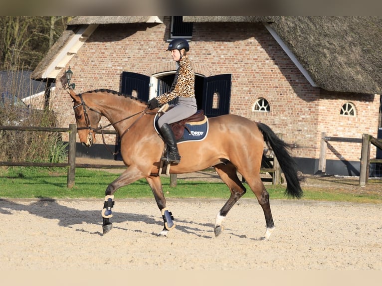 Cavallo da sella tedesco Castrone 8 Anni 171 cm Baio in Wierden