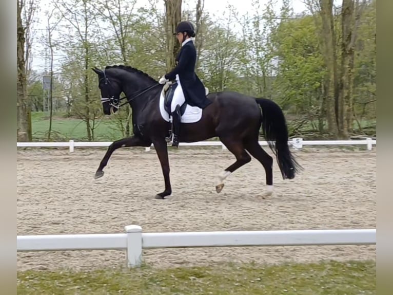 Cavallo da sella tedesco Castrone 8 Anni 173 cm Baio nero in Niederkrüchten